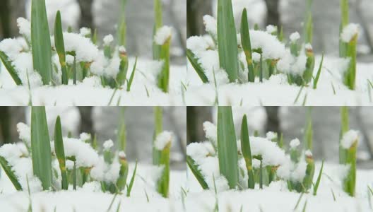 雪中生长的水仙花。高清在线视频素材下载