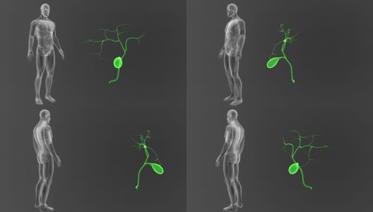 胆囊放大与解剖学高清在线视频素材下载
