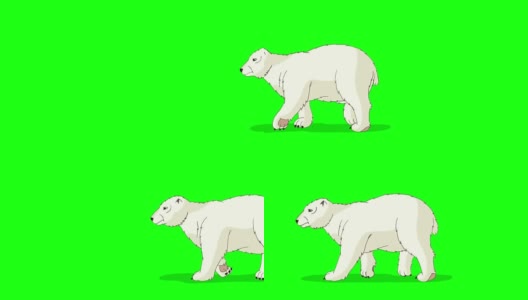 北极熊走Chroma高清在线视频素材下载