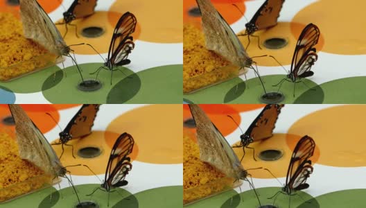 三只棕色的蝴蝶在吸着水高清在线视频素材下载