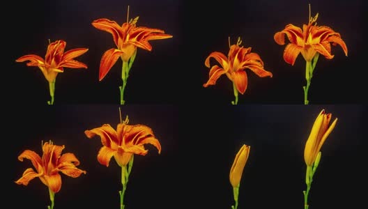黄百合花的生长时间高清在线视频素材下载