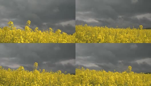 近景:令人惊叹的黄色油菜花在暴风雨天在农田开花高清在线视频素材下载