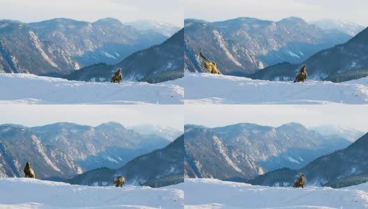 金鹰的着陆仅次于对手的冬季景观高清在线视频素材下载