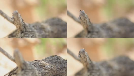 橡树上的蚂蚁高清在线视频素材下载