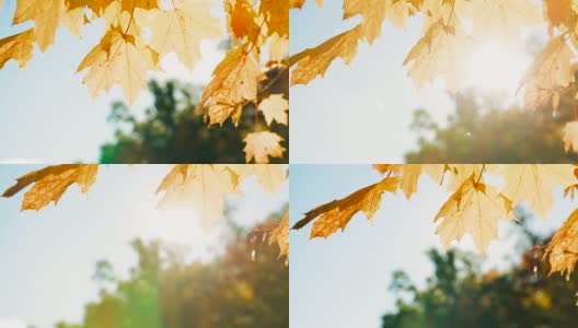 阳光穿过秋叶高清在线视频素材下载