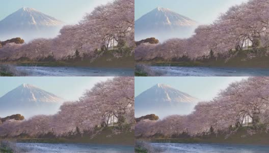 富士，日本盛开的樱花和日本的风景，早晨的阳光照耀的琉璃河，高清在线视频素材下载