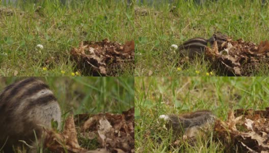 西伯利亚花栗鼠(Eutamias sibiricus) -兴安自然保护区，俄罗斯高清在线视频素材下载