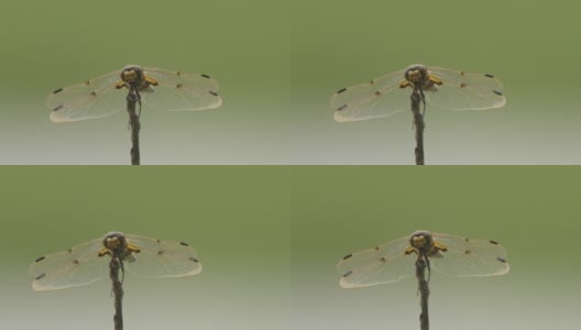 四斑羚(Libellula quadrimaculata) -兴安自然保护区高清在线视频素材下载