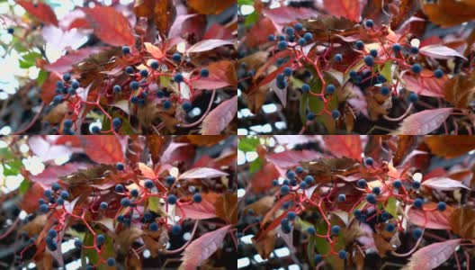 秋天的红叶和束在观赏花园高清在线视频素材下载