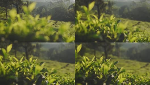近距离观看印度喀拉拉邦穆纳尔的茶园和茶叶景观高清在线视频素材下载