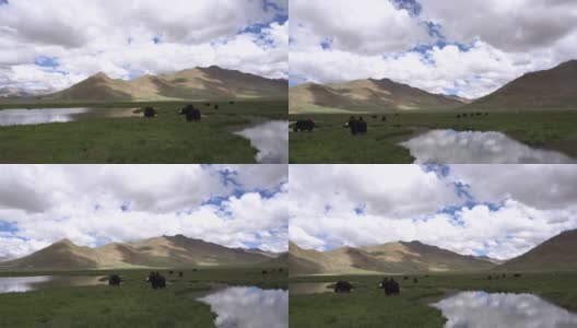 中国西藏喜马拉雅山湖中的黑牦牛高清在线视频素材下载