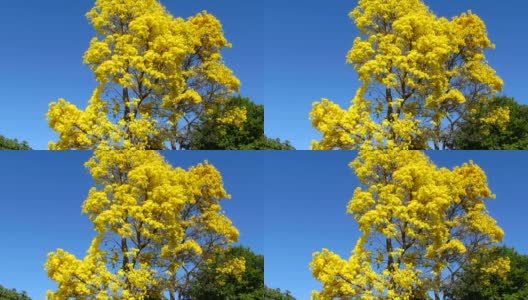 金色的喇叭树在蓝天上绽放。高清在线视频素材下载