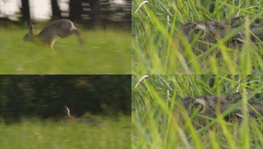 欧洲野兔，也叫棕色野兔，俄罗斯高清在线视频素材下载