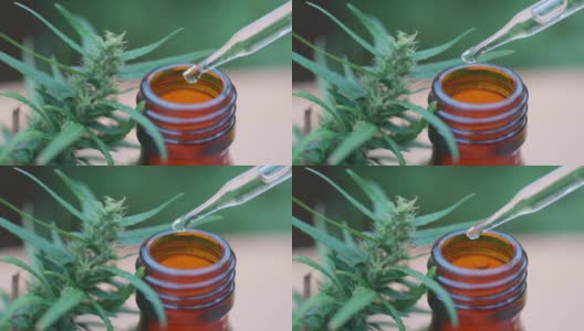 CBD大麻油与花蕾滴高清在线视频素材下载