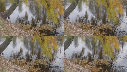 岸边有一个黄叶飘落的池塘，一棵垂柳俯在湖面上。高清在线视频素材下载
