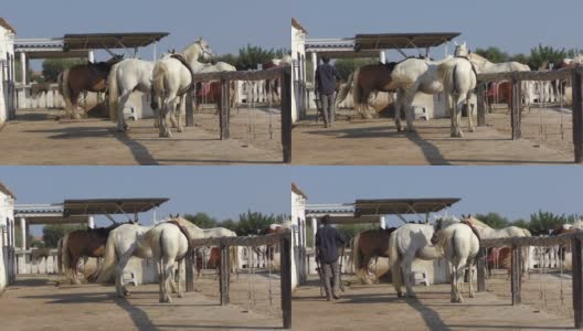 卡马尔格地区公园里，野马站在马厩里高清在线视频素材下载