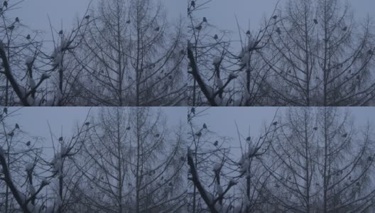 黑乌鸦成群结队，光秃秃的树枝，冬天树上有许多黑乌鸦高清在线视频素材下载