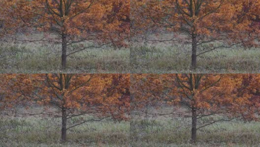 在秋天的风中，长着橙色叶子的橡树高清在线视频素材下载