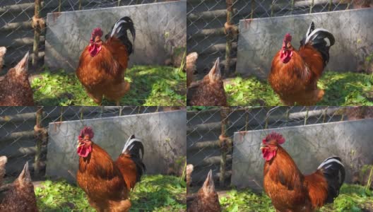 靠近成年公鸡与在围场的鸡。庄严的群居领袖在户外的肖像高清在线视频素材下载