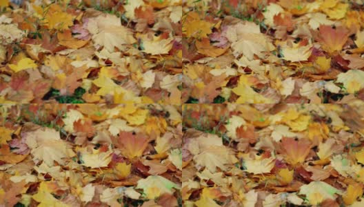 秋天的时间。枫树上黄色和橙色的干叶子在微风中摇摆高清在线视频素材下载