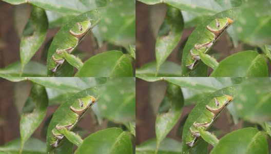 一条绿色的毛毛虫紧紧地爬在一片柑橘树叶上高清在线视频素材下载