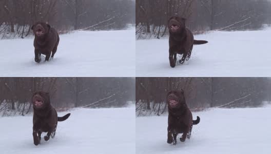 SLO MO拉布拉多猎犬在雪中奔跑高清在线视频素材下载