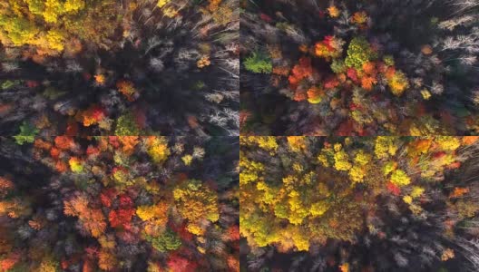 笔直向下看秋天的颜色，树木，风景优美的森林高清在线视频素材下载