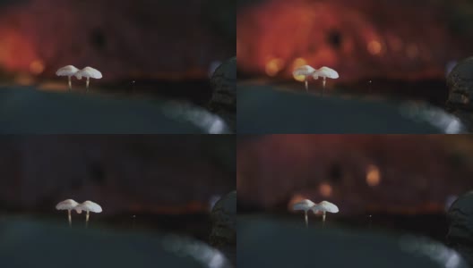 森林里的小蘑菇高清在线视频素材下载