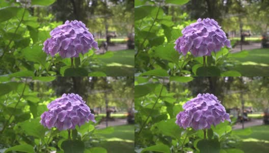 美丽的紫花绣球在自然城市公园盛开高清在线视频素材下载