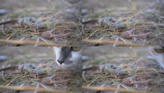 无家可归的三色猫在干草中嗅出蜥蜴。缓慢的运动。180帧/秒高清在线视频素材下载