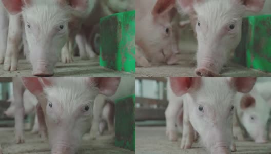 养猪场高清在线视频素材下载