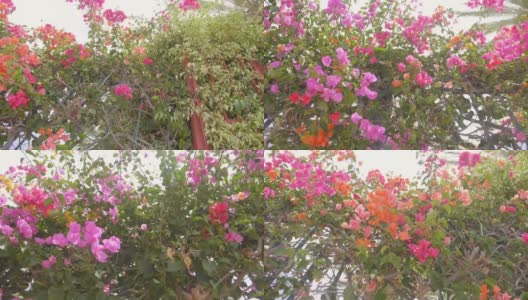花园中的粉色花朵，慢动作180帧/秒高清在线视频素材下载