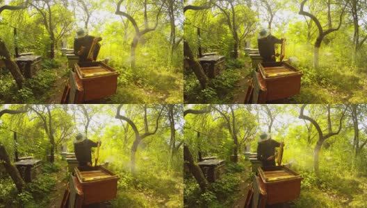 愤怒的昆虫在森林里的蜂房周围飞行高清在线视频素材下载