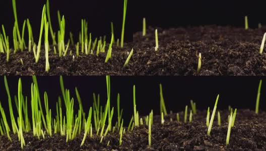新鲜的绿草的生长高清在线视频素材下载