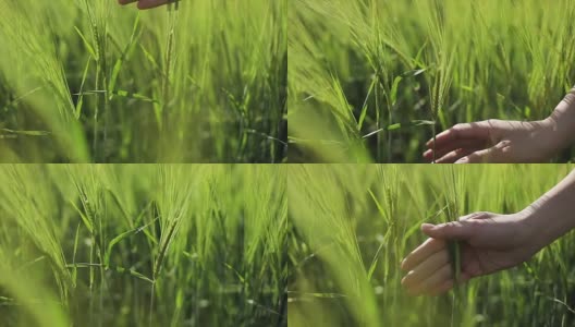 一个女人的手用爱抚摸着绿色的麦穗。高清在线视频素材下载