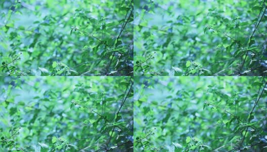 大自然中的绿叶高清在线视频素材下载