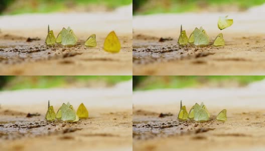 雨林中的蝴蝶。缓慢的运动。高清在线视频素材下载