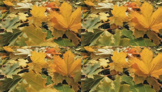 黄色的枫树叶高清在线视频素材下载