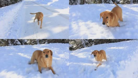 在雪中和狗玩高清在线视频素材下载