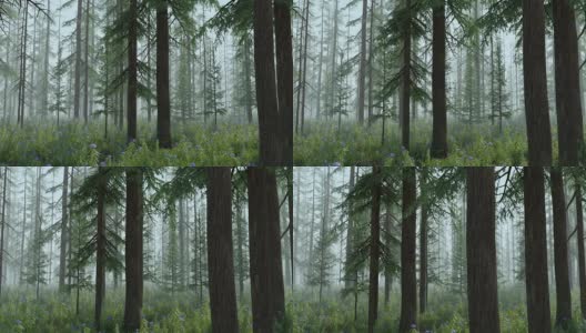 魔法森林-雾版高清在线视频素材下载