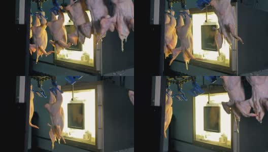 鸡体质量控制。母鸡在一扇明亮的工厂窗户旁走开了。4 k。高清在线视频素材下载