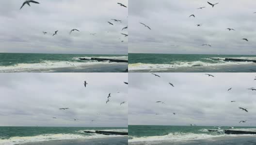 海鸥在汹涌的海面上飞翔高清在线视频素材下载