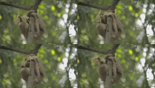 树懒(Folivora choloepus)，爬树吃树叶高清在线视频素材下载