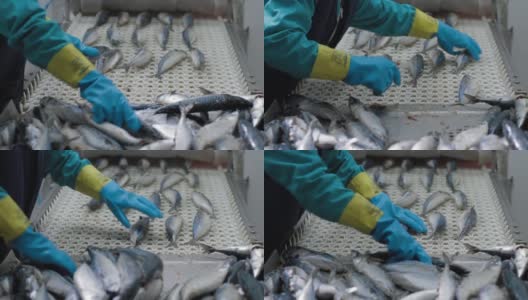 工厂的员工正在清洗冷冻鱼。运输机构是鱼类的搬迁加工。高清在线视频素材下载