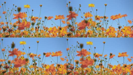 黄硫宇宙花盛开在一个花园背景阳光和蓝天高清在线视频素材下载