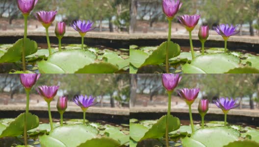 lotus水礼来公司高清在线视频素材下载