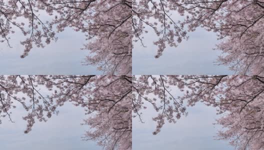 樱花正在凋谢。高清在线视频素材下载