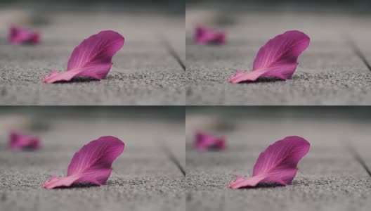 紫荆×布莱克娜粉红色的花瓣被吹走了高清在线视频素材下载