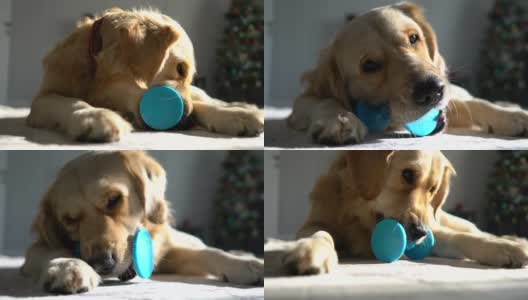 无聊的金毛猎犬在客厅玩她的玩具。高清在线视频素材下载