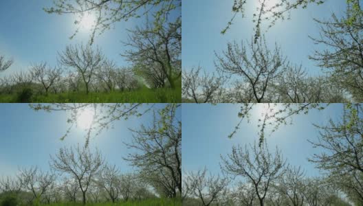 在一个阳光明媚的春日，美丽的开花果园。幸福和快乐的概念高清在线视频素材下载